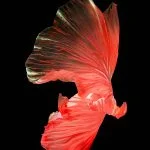 Huawei Nova 4 Stock Wallpapers